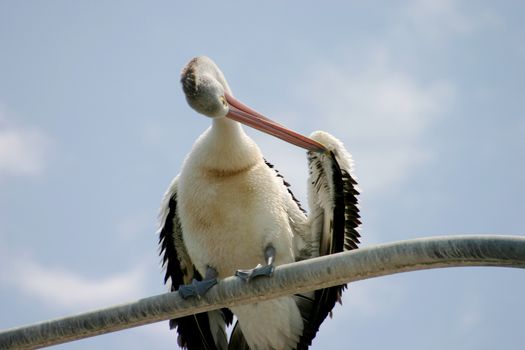 Large pelican standing and preening itself on a perch.