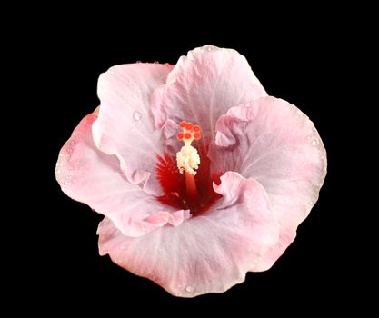 Raindrops glistening on a striking pink hibiscus.