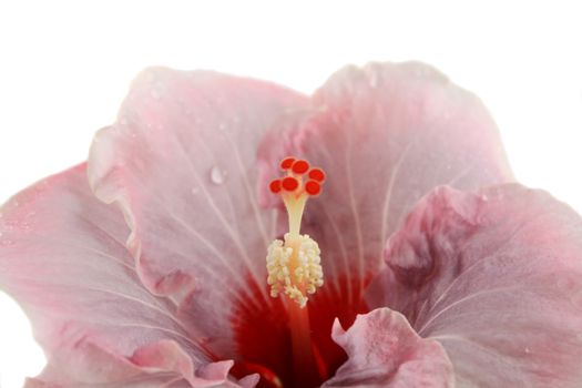 Beautiful pink hibiscus covered in rain drops.