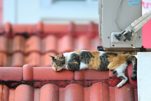 Cat sleeping on roof