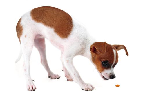 chihuahua eating isolated on white