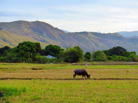 cows grazing in a field with the mountains as a backdrop