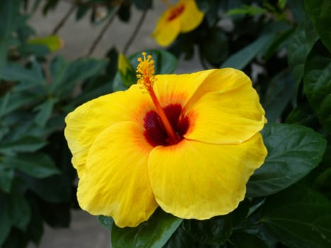 beautiful yellow flower with a red center in bloom in the summer