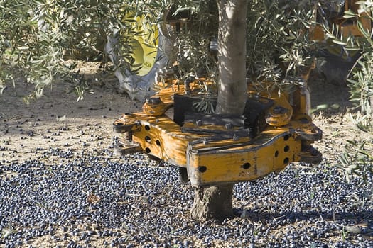 Vibrating machine in an olive tree, Jaen, Spain