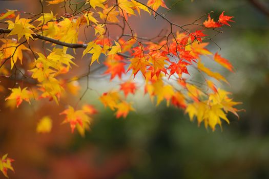 autumn red and yellow maple leaves with blur backdrop