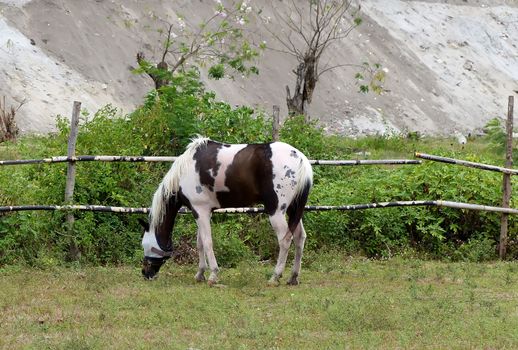 a striped and spotted horse grazing in the grass field