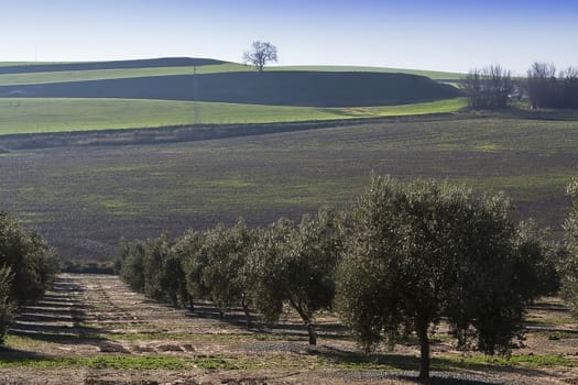 Ecological cultivation of olive trees in the province of Jaen, Spain