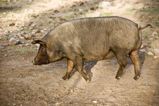 Iberian pig in the Valle de los Pedroches, Cordoba, Spain