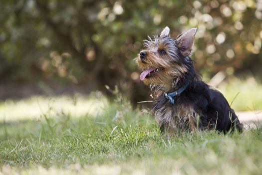 Yorkshire Terrier Dog in the grass, Spain