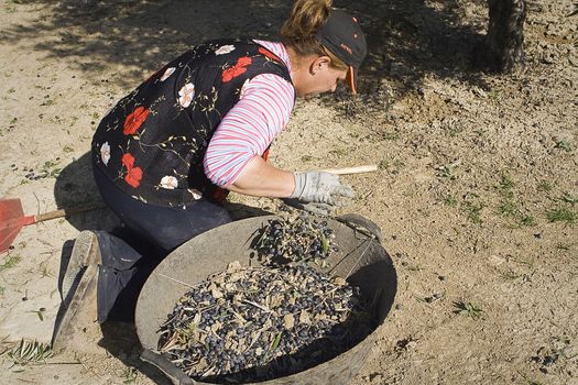  Farmer unload olives in a heap on the floor, Jaen, Spain