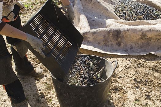 Farmer throwing olives in a container in the collection of the olives near Jaen, Spain