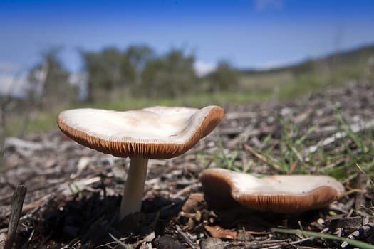 beautiful mushroom at the forest, Spain