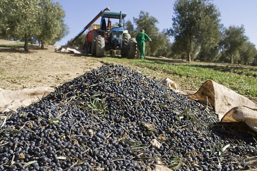 Olives on a canvas on the ground in a field of olive trees near Jaen, Andalusia, Spain