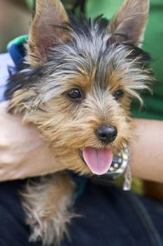 Yorkshire Terrier Dog, Spain