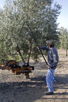 Farmer gathering olives in an olive tree near jaen, Andalusia, Spain