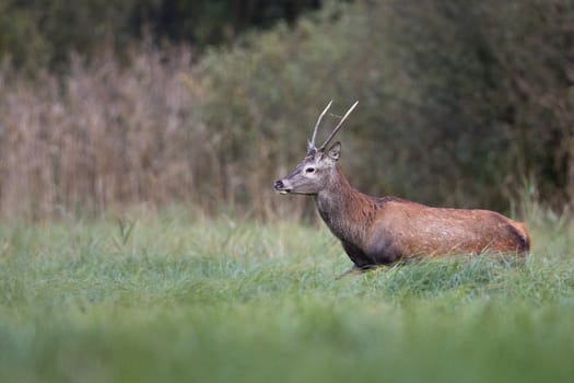 Red deer in the wild, on the clearing.