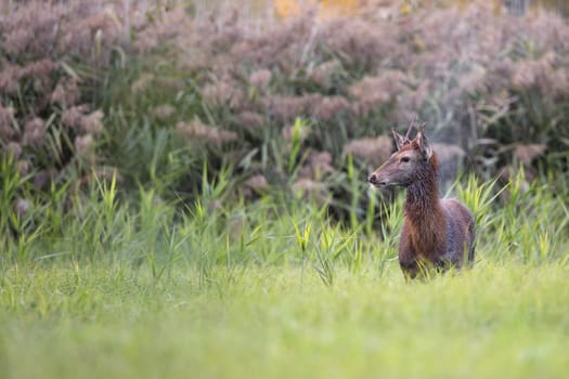 Red deer in the wild, on the clearing.