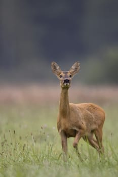 Roe-deer in the wild, on the clearing.