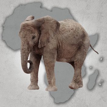 Map of africa and big elephant