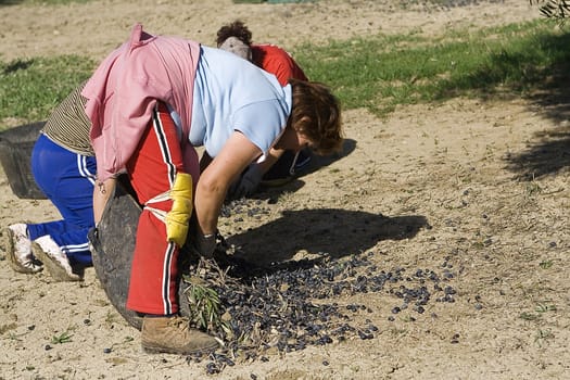 farmers unload olives in a heap on the floor, Jaen, Spain