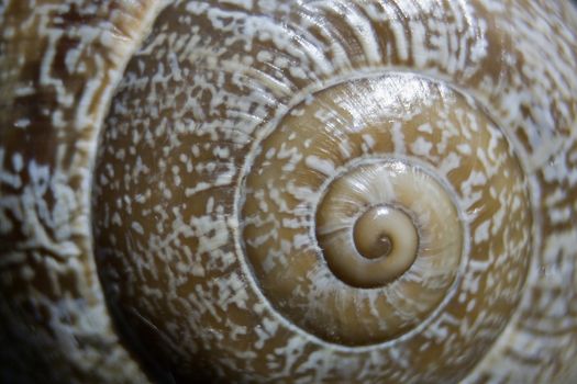 Shell of a snail