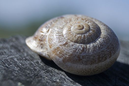Shell of a snail