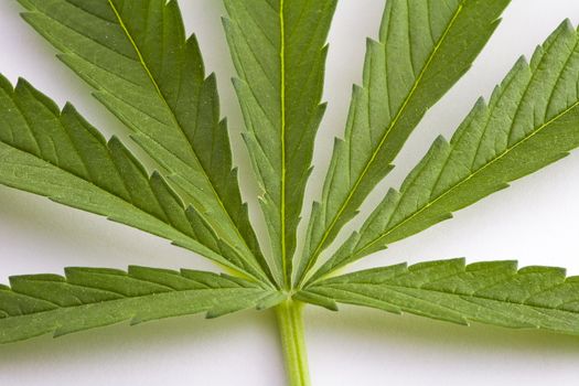 Green leaf of Hemp (Cannabis, marijuana) isolated on the white