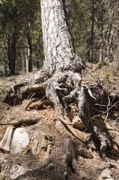 Tree roots exposed due to soil erosion