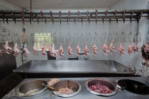 Poultry abattoir with farmed chicken carcasses in the processing line head for packaging onto  food markets.