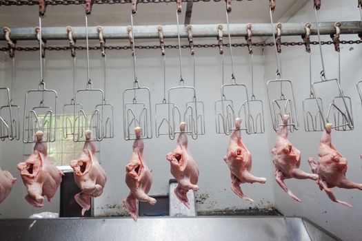 Poultry abattoir with farmed chicken carcasses in the processing line head for packaging onto  food markets.