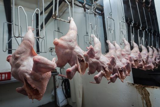 Poultry abattoir with farmed chicken carcasses in the processing line head for packaging onto  food markets.
