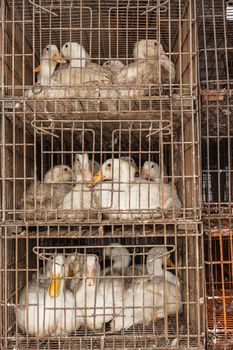 Farmers ducks in cages at poultry abattoir