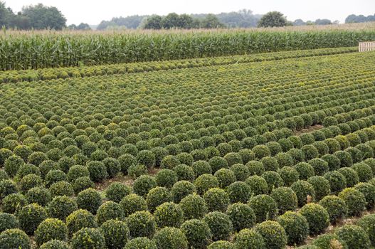 lot of buxus trees in a field in rows