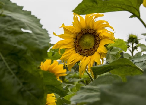 big yellow sunflower with green leaves