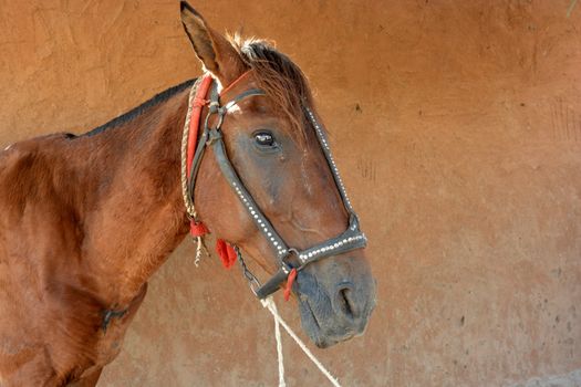 horse in a stable in Africa