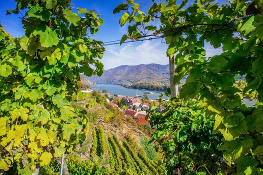 Natural frame in a Vineyard taken in Spitz, Lower Austria