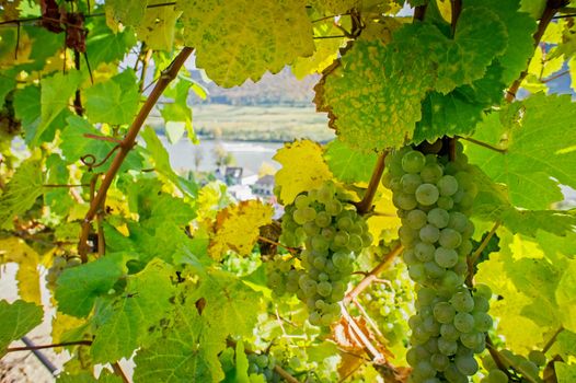 Natural Frame with Winegrapes, on the background the danube river