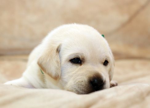 sweet yellow labrador puppy on the pale background