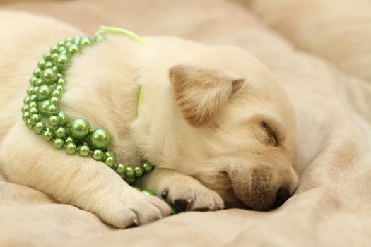 sweet yellow labrador puppy on the pale background in green beads