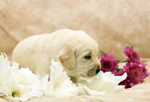 sweet yellow labrador puppy on the pale background with flowers