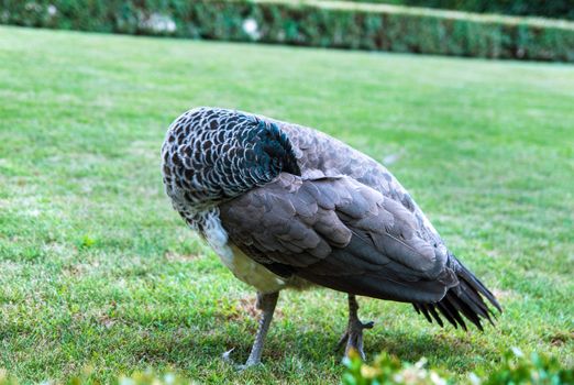 peacock scratching himself while standing on the grass