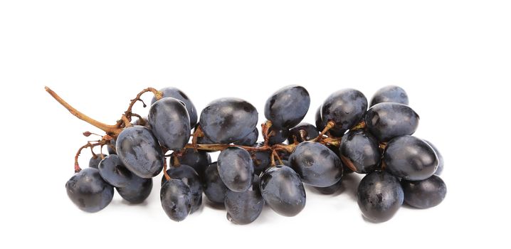 Close up of black ripe grapes. Isolated on a white background.