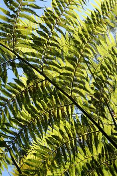 Background of backlit ribbed branches from rainforest fern.