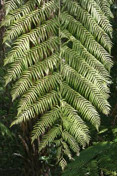 Background of ribbed branches from rainforest fern.