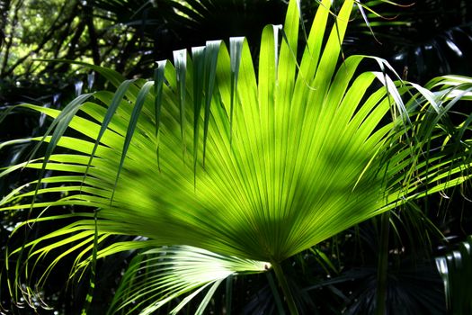 Background of backlit ribbed frond from rainforest palm.