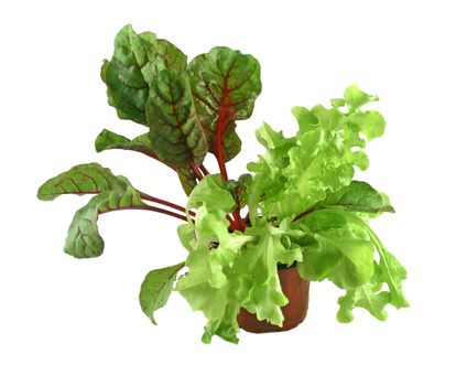 Fresh potted red chard and curly lettuce ready for the herb garden.