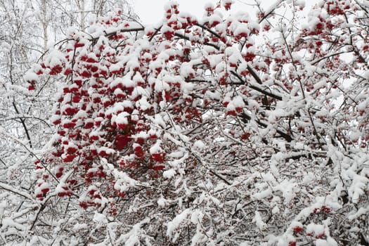 red fruits of rowanberry covered with snow