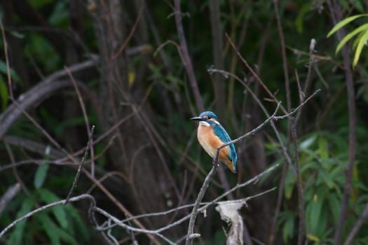 Kingfisher in its natural habitat