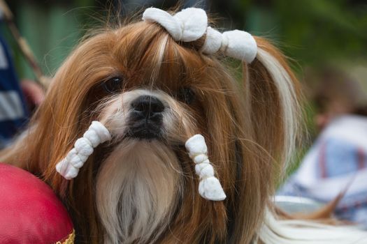 Dog Show, Yorkshire Terrier ready for action