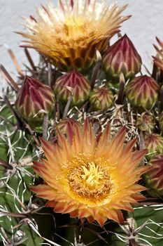 Beautiful orange red flowers on the cactus